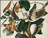 John James Audubon Famous Paintings - Black-Billed Cuckoo